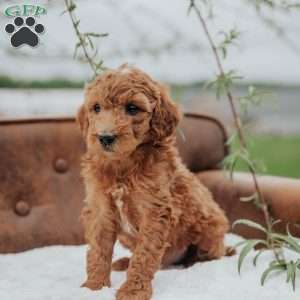 Gallo, Mini Goldendoodle Puppy
