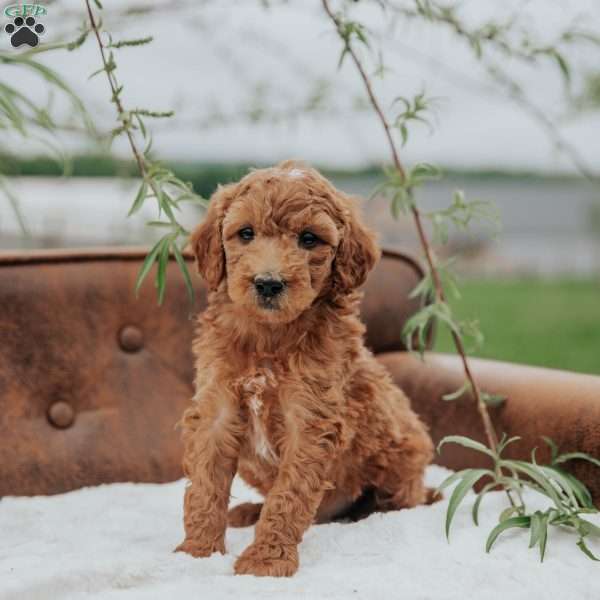 Gallo, Mini Goldendoodle Puppy
