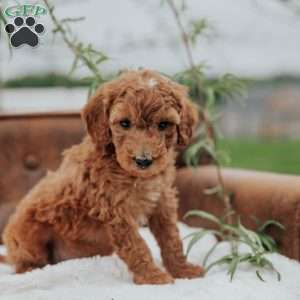 Gallo, Mini Goldendoodle Puppy