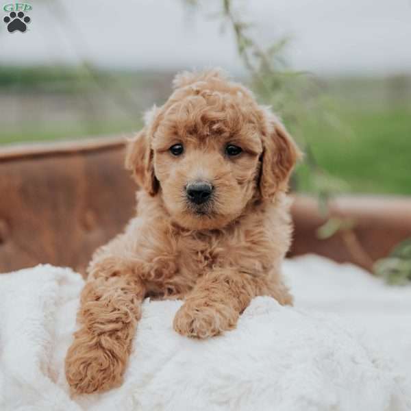 Georgi, Mini Goldendoodle Puppy