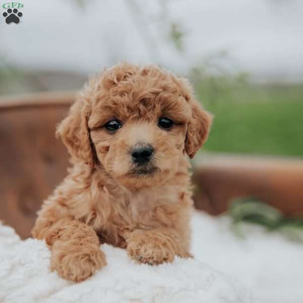Gerdi, Mini Goldendoodle Puppy