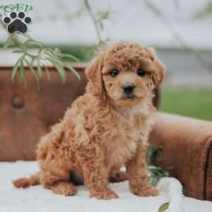 Gerdi, Mini Goldendoodle Puppy