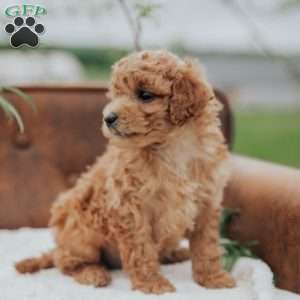 Gerdi, Mini Goldendoodle Puppy