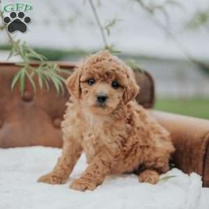 Gerdi, Mini Goldendoodle Puppy