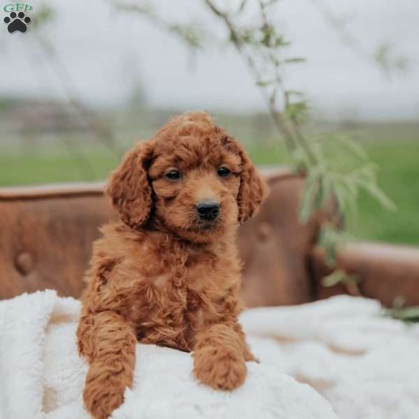 Ginger, Mini Goldendoodle Puppy