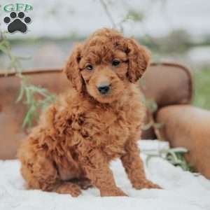 Ginger, Mini Goldendoodle Puppy
