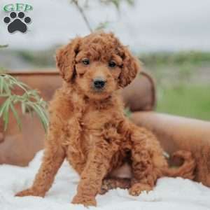 Ginger, Mini Goldendoodle Puppy