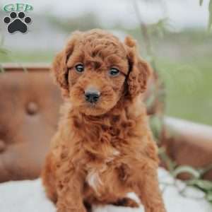 Girtie, Mini Goldendoodle Puppy