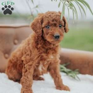 Girtie, Mini Goldendoodle Puppy