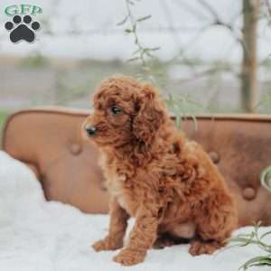 Girtie, Mini Goldendoodle Puppy
