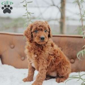 Girtie, Mini Goldendoodle Puppy