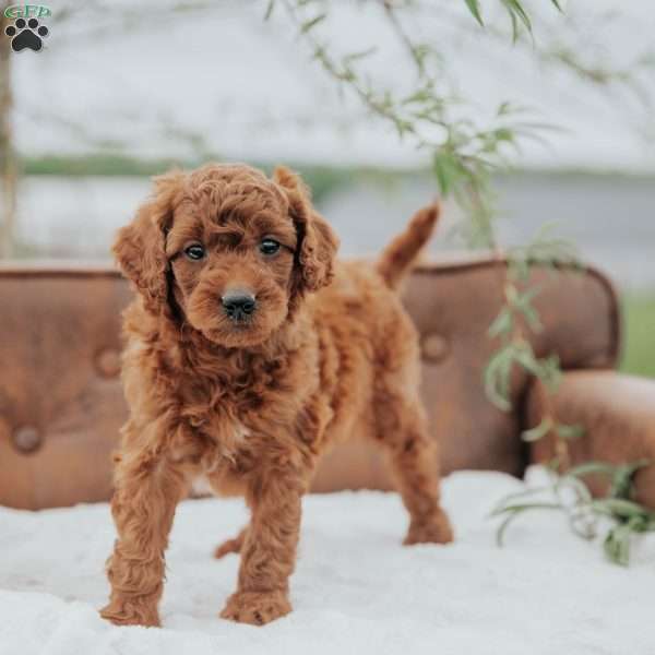 Girtie, Mini Goldendoodle Puppy
