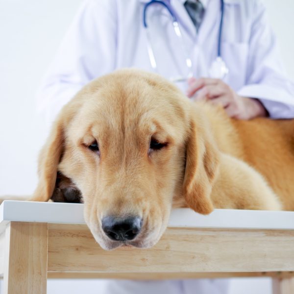 golden retriever getting examined at the vet