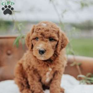 Gomer, Mini Goldendoodle Puppy