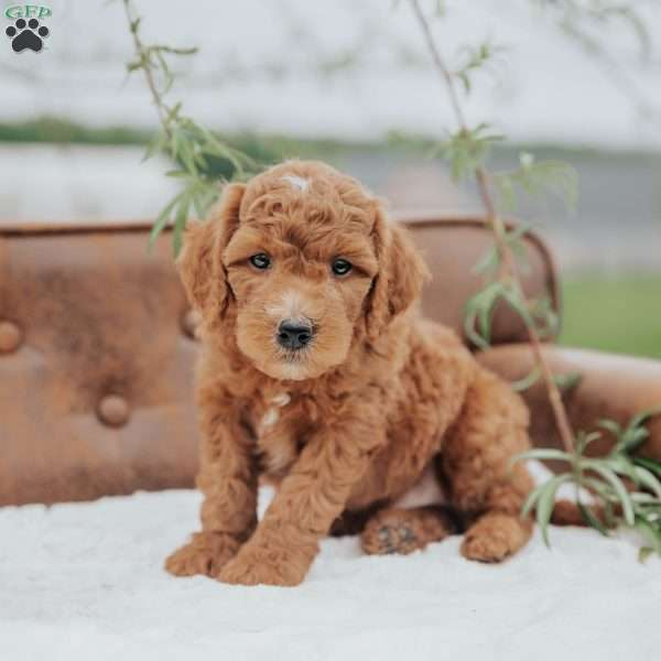 Gomer, Mini Goldendoodle Puppy