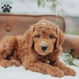 Gomer, Mini Goldendoodle Puppy