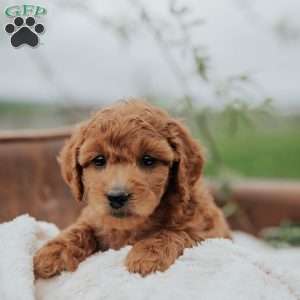 Gracie, Mini Goldendoodle Puppy