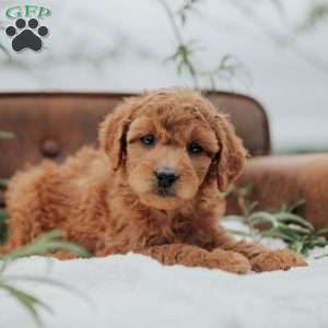 Gracie, Mini Goldendoodle Puppy