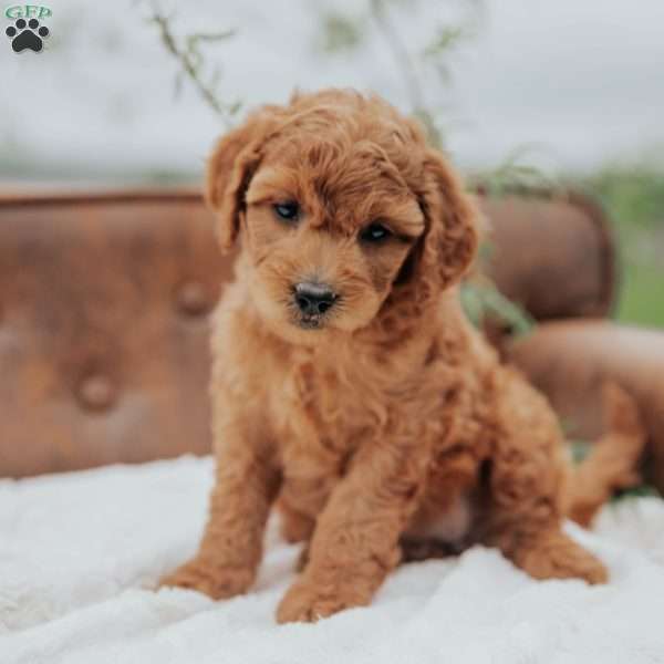 Gracie, Mini Goldendoodle Puppy