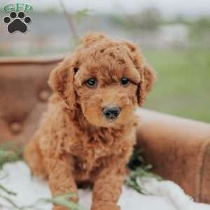 Grant, Mini Goldendoodle Puppy