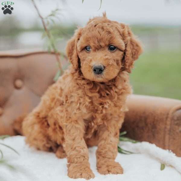 Grant, Mini Goldendoodle Puppy