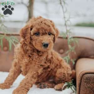 Grant, Mini Goldendoodle Puppy