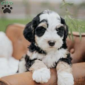 Harry, Mini Bernedoodle Puppy