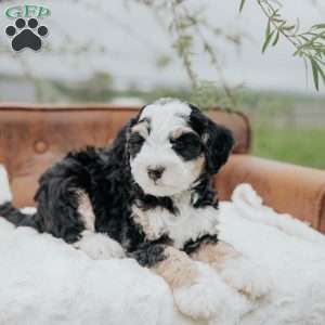Harry, Mini Bernedoodle Puppy