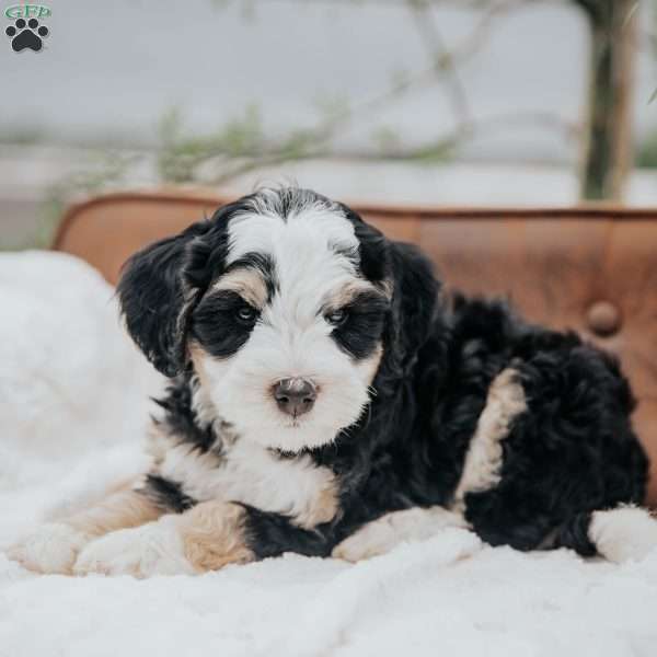 Harry, Mini Bernedoodle Puppy