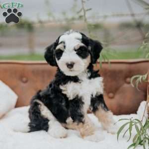 Harry, Mini Bernedoodle Puppy