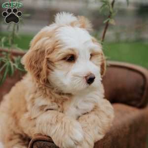 Harvey, Mini Bernedoodle Puppy