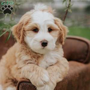 Harvey, Mini Bernedoodle Puppy