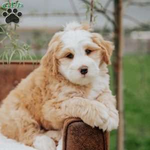Harvey, Mini Bernedoodle Puppy