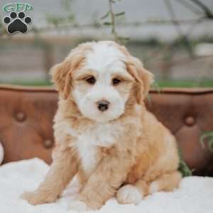 Harvey, Mini Bernedoodle Puppy