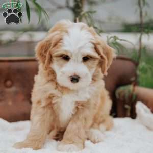 Harvey, Mini Bernedoodle Puppy