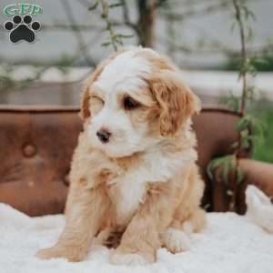 Harvey, Mini Bernedoodle Puppy