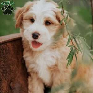 Harvey, Mini Bernedoodle Puppy