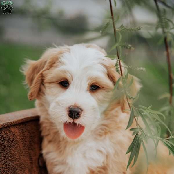 Harvey, Mini Bernedoodle Puppy