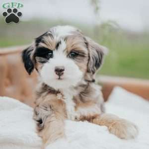 Holly, Mini Bernedoodle Puppy