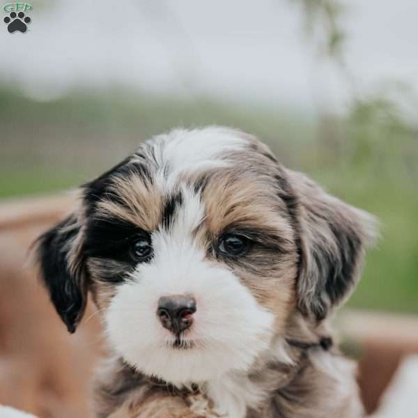 Holly, Mini Bernedoodle Puppy