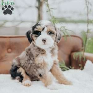 Holly, Mini Bernedoodle Puppy