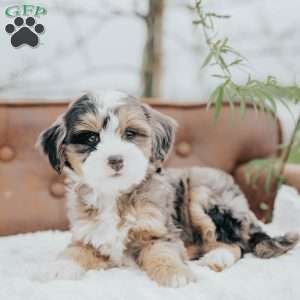 Holly, Mini Bernedoodle Puppy