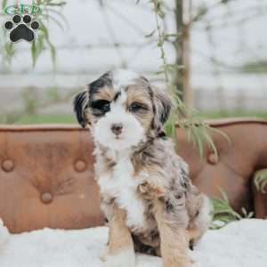 Holly, Mini Bernedoodle Puppy