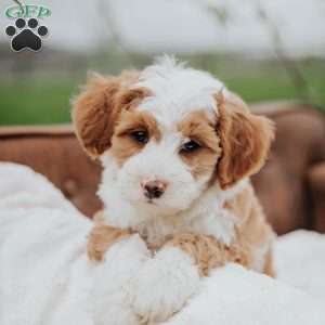 Hunter, Mini Bernedoodle Puppy
