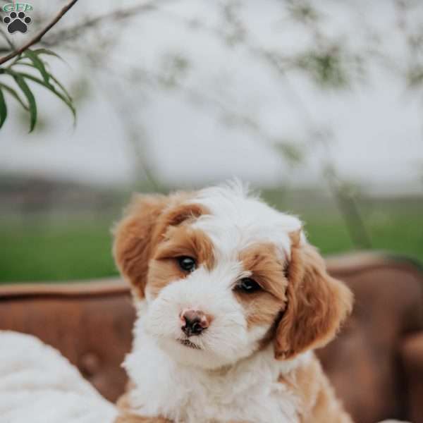 Hunter, Mini Bernedoodle Puppy