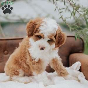 Hunter, Mini Bernedoodle Puppy