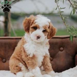Hunter, Mini Bernedoodle Puppy