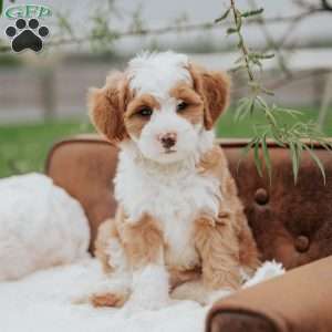 Hunter, Mini Bernedoodle Puppy