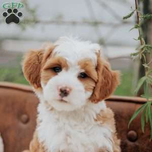 Hunter, Mini Bernedoodle Puppy