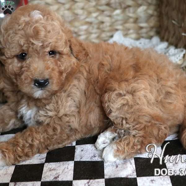 Hunter, Miniature Poodle Puppy